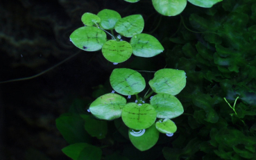 Limnobium laevigatum - Südamerikanischer Froschbiss 1-2-Grow!